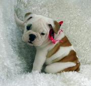 Cute male and female bulldog puppies for adoption
