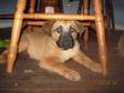 Adopt Conrad a German Shepherd Dog, Boxer