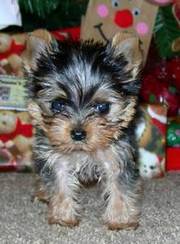 extra tiny male yorkie- 21/2lbs full grown