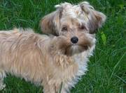 T cup Yorkshire Terrier For Adoption