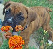 Adorable Boxer Puppy For Your Home