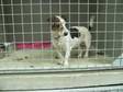 Adopt ID #295 a Jack Russell Terrier