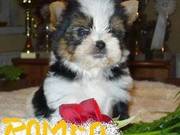 New Year Gift.100% Quality Akc Tiny Teacup Yorkie Puppies