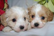 Cavachon Puppies Available Today