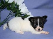 Ckc Registsered Chihuahua puppies for adoption