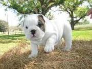 LOVELY ENGLISH BULLDOG PUPPIES AVAILABLE 
