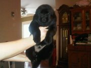 Newfoundland Puppies CKC Registered Ready For Easter