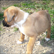 Loving Boxer Puppies For Good Homes