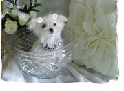 lovely register maltese puppies, male and female