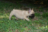 Very Very Cute And Affectionate Male And Female French Bulldog Puppies