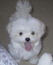 affectionate cute maltese puppies