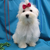 CHARMING TEACUP MALTESE PUPPIES FOR ADOPTION