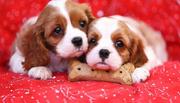 Two baby Cavalier King Charles Puppy
