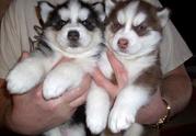 Male and female blue eyes siberian husky puppy still available