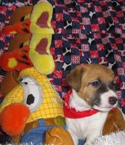 Jack Russell Terrier Puppies For Sale 