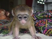 Nina is a cute Capuchin Monkey which need to be adopted