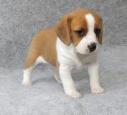 Female Beagle puppy to re-home