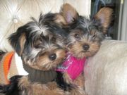 Fine Yorkshire terrier puppies to re-home