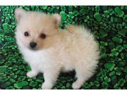 WOW Charming pomeranian puppy for adoption