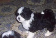 Your Lhasa Apso Puppies For Sale
