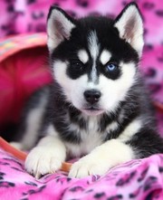 cute and adorable siberian husky puppies for adoption 