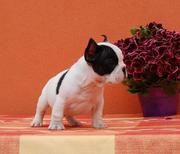  French Bulldog male and female now for pets lovers
