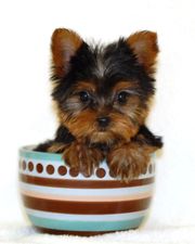 GORGEOUS teacup yorkies pups for free adoption yorkshire Terrier