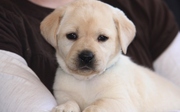 Stunning Labrador Puppies 11 Weeks For Sale