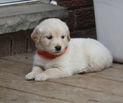 Golden Retriever Puppies - Ready for new homes May 20-27 2012