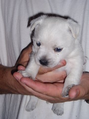 For Sale Westie pups