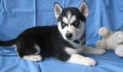  Irresistible Beautiful Blue Eyes Siberian Husky Puppies (akc)