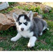 Siberian Husky Puppies for new homes