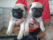 Champion Bloodline Pug Puppies For Adoption (435) 915-7863