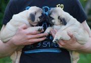 Cute and Lovely Pug Puppies For Adoption. Call Or Text  435-915-7863