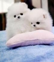 Beautiful Toy Pomeranian puppies 