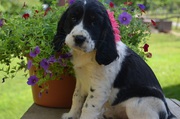 English Springer Spaniel puppies for rehoming