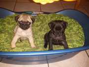 OBEDIENT MALE AND FEMALE PUG PUPPIES