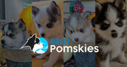 Beautiful litter of 8 Pomsky puppies f2