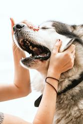 The ULTIMATE Guide to DOG Health