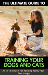 Training Your Dogs And Cats