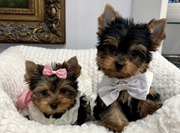 Yorkie Puppies for rehoming 