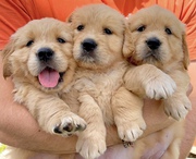 Cuddly Golden Retriever Puppies for Sale 