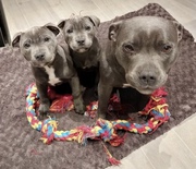 Pitbull Puppies Ready 