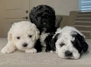 Teacup Maltipoo Pups 