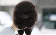 Fluffy Pomeranian Puppies Purebred 