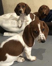Basset Hound Puppies 