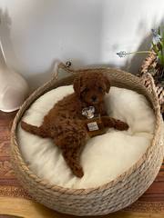 Beautiful Poodle Puppy