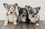 Lovely French Bull Dog Puppies