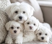 Irresistible Maltese Puppies 
