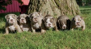 Adorable English Bull Dog Puppies for Rehoming 